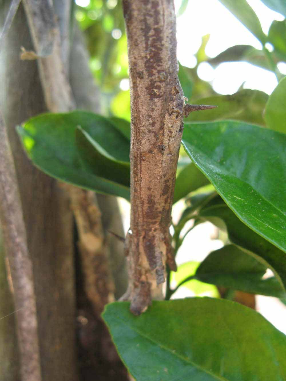            Second - third year twig (Succari, Winter Haven, FL)   